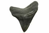 Serrated, Megalodon Tooth - South Carolina #375974-1